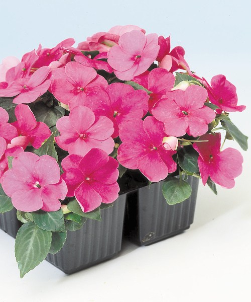 276.070 Impatiens F1 balance rose